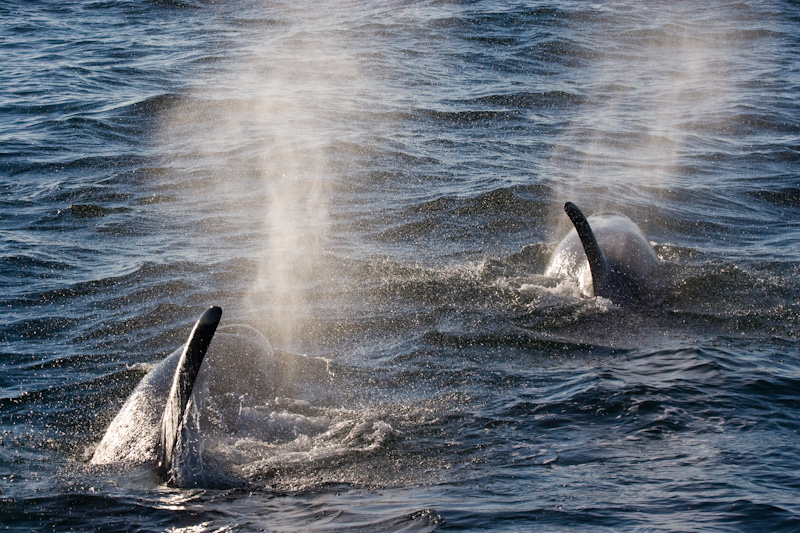 Orcas